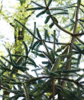 Abies pinsapo 'Argentea' - jedle španělská - šišky